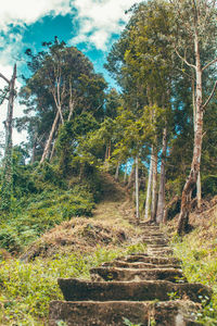 Footpath amidst trees in forest against sky