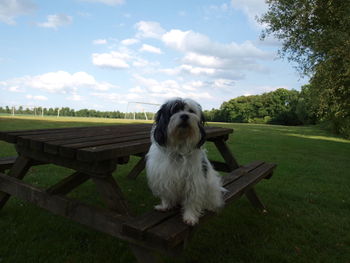 Dog sitting on grass in park against sky
