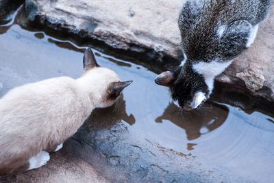 High angle view of cats drinking on field