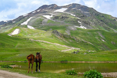 Horses on mountain range