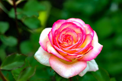 Close-up of hand holding rose