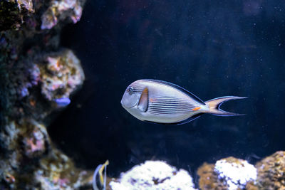 Fish swimming in aquarium