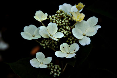 Close-up of white flowering plant