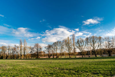 Bare trees on field against sky