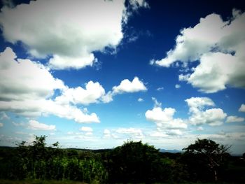 Low angle view of trees against sky