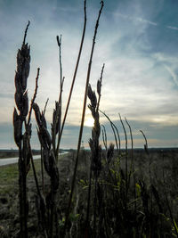 Close-up of plants on field against sky