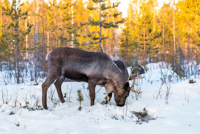 Horse standing on snow covered land