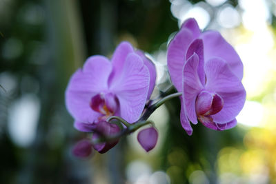 Close-up of pink flowering plant