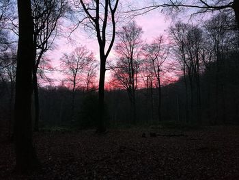 Trees on landscape against sky