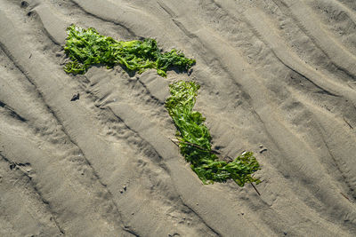 Some algae on the beach sand