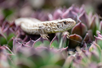 Close-up of lizard