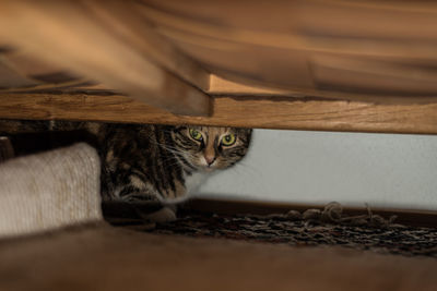 Portrait of cat relaxing on wood