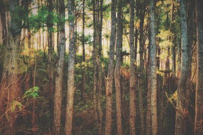 Trees in forest