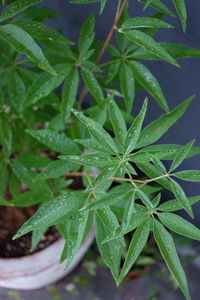 plant