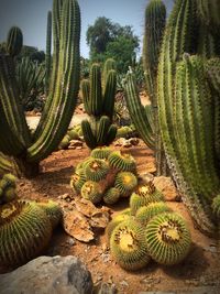 Close-up of cactus plant