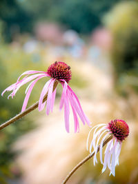 Close-up of pink flower