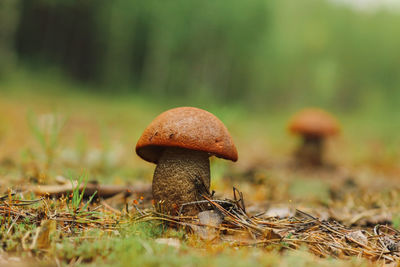 Boletus mushroom grows on the forest road