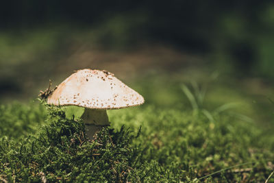 Close-up of mushroom growing on field