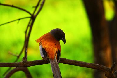 Close-up of bird perching on branch