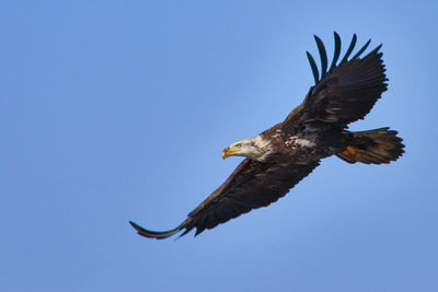 Low angle view of eagle flying in sky