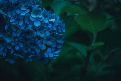 Close-up of blue hydrangea