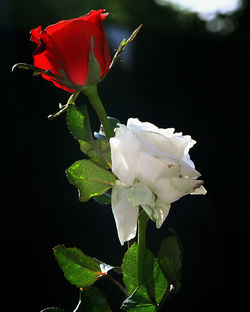Close-up of rose blooming against black background
