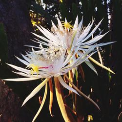 Close-up of flowers
