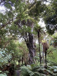 Low angle view of trees in forest