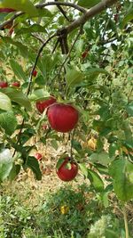 Close-up of apples growing on tree