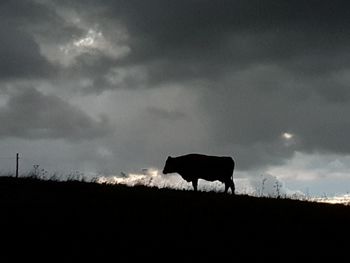 Silhouette horse standing on field against sky