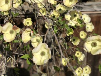Close-up of flowering plant