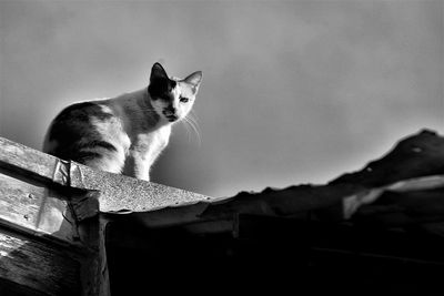 Cat in the countryside