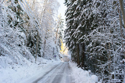 Close-up of snow on road against trees