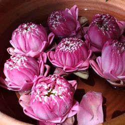 Close-up of pink roses on table