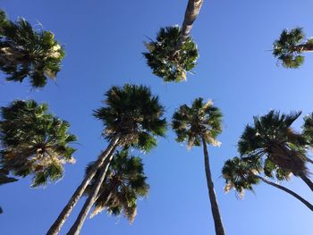 Low angle view of palm trees against clear blue sky