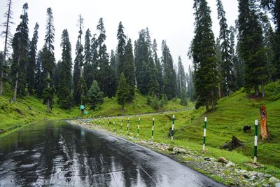 Road amidst trees against sky