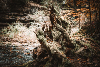 Trees growing in forest