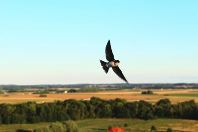 Bird flying over field against clear sky