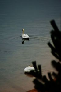 Swan swimming on lake