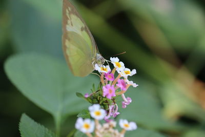 A small white or pieris rapae butterfly on lantana camara flowers