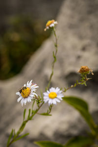 Close-up of yellow daisy flowers