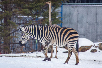 Zebra standing on snow covered land