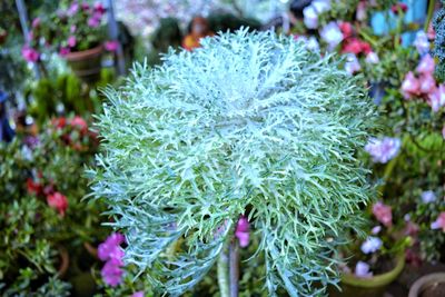 Close-up of flowers blooming outdoors