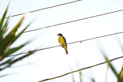 Low angle view of bird perching on cable against sky