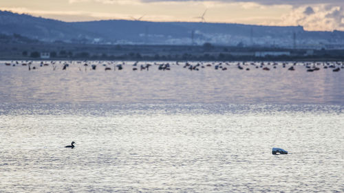 View of birds swimming in sea