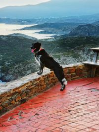 Side view of black dog running on landscape