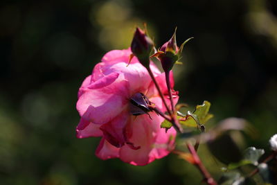Close-up of bee on pink rose blooming in park