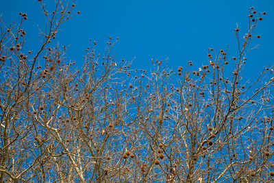 Low angle view of cherry blossom against blue sky