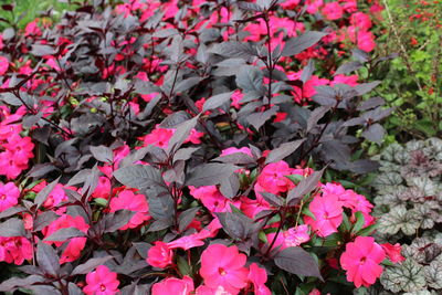 Close-up of pink flowers blooming outdoors