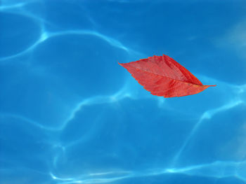 Lonely dead red leaf floating in the swimming pool - first sign of fall coming